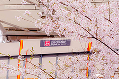 春の自由が丘駅,春,桜,サクラ,さくら,自由が丘駅,自由が丘,駅,東急電鉄,東京,目黒区,駅舎,東横線,駅名,看板,標示,japan,tokyo