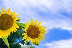 向日葵と青空,青空,夏空,ひまわり畑,ヒマワリ畑,ひまわり,ヒマワリ,向日葵,花,お花,フラワー,はな,花畑,キレイ,きれい,綺麗,満開,咲,咲いた,さいた,黄色,日回り,ニチリンソウ,日輪草,ヒグルマ,日車,ヒュウガアオイ,夏の季語,季語,夏,サマー,summer,sunflower,flower,フルサイズ撮影