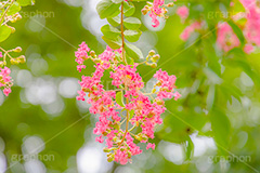 サルスベリ,ヒャクジツコウ,百日紅,広葉樹,花木,花,果実,木の実,フラワー,flower,フルサイズ撮影