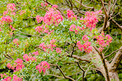 サルスベリ,ヒャクジツコウ,百日紅,広葉樹,花木,花,果実,木の実,フラワー,flower,フルサイズ撮影