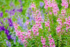 夏の花壇,花壇,花畑,アンゲロニア,花,お花,フラワー,はな,咲,夏,初夏,花弁,綺麗,きれい,キレイ,flower,summer,フルサイズ撮影