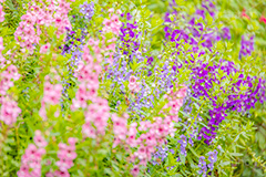 夏の花壇,花壇,花畑,アンゲロニア,花,お花,フラワー,はな,咲,夏,初夏,花弁,綺麗,きれい,キレイ,flower,summer,フルサイズ撮影