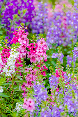 夏の花壇,花壇,花畑,アンゲロニア,花,お花,フラワー,はな,咲,夏,初夏,花弁,綺麗,きれい,キレイ,flower,summer,フルサイズ撮影