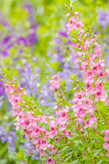 夏の花壇,花壇,花畑,アンゲロニア,花,お花,フラワー,はな,咲,夏,初夏,花弁,綺麗,きれい,キレイ,flower,summer,フルサイズ撮影