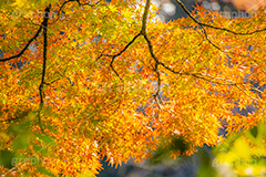 紅葉,赤、黄、緑が綺麗なもみじ,グラデーション,もみじ,真っ赤,色づく,自然,植物,木々,秋,季語,草木,japan,autumn,gradation,フルサイズ撮影