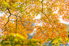 紅葉,赤、黄、緑が綺麗なもみじ,グラデーション,もみじ,真っ赤,色づく,自然,植物,木々,秋,季語,草木,japan,autumn,gradation,フルサイズ撮影