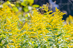 セイタカアワダチソウ,花,フラワー,秋,帰化植物,外来種,黄色,flower,autumn,フルサイズ撮影