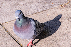 鳩,はと,ハト,鳥,羽,散歩,公園,野鳥,フルサイズ撮影