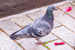 鳩,はと,ハト,鳥,羽,散歩,公園,野鳥,フルサイズ撮影