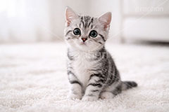 アメリカンショートヘアの子猫,ねこ,ネコ,猫,子猫,キャット,アメリカンショートヘア,アメショ,かわいい,カワイイ,可愛い,キュート,ペット,動物,cute,pet,cat,AI生成素材