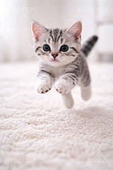 アメリカンショートヘアの子猫,走る,駆けっこ,一生懸命,ねこ,ネコ,猫,子猫,キャット,アメリカンショートヘア,アメショ,かわいい,カワイイ,可愛い,キュート,ペット,動物,cute,pet,cat,AI生成素材