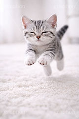 アメリカンショートヘアの子猫,走る,駆けっこ,一生懸命,ねこ,ネコ,猫,子猫,キャット,アメリカンショートヘア,アメショ,かわいい,カワイイ,可愛い,キュート,ペット,動物,cute,pet,cat,AI生成素材