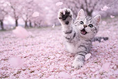 桜のじゅうたん,桜吹雪,桜,さくら,サクラ,春,花見,花弁,花びら,散る,桜の花びら,公園,散歩,猫パンチ,にゃー,ニャー,はしゃぐ,アメリカンショートヘアの子猫,ねこ,ネコ,猫,子猫,キャット,アメリカンショートヘア,アメショ,かわいい,カワイイ,可愛い,キュート,ペット,動物,cute,pet,cat,spring,blossom,AI生成素材