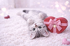 プレゼント,ハート,リボン,贈り物,愛,恋,バレンタインデー,バレンタイン,ごろごろ,ゴロゴロ,寝転び,アメリカンショートヘアの子猫,ねこ,ネコ,猫,子猫,キャット,アメリカンショートヘア,アメショ,かわいい,カワイイ,可愛い,キュート,ペット,動物,cute,pet,cat,valentine,present,heart,AI生成素材