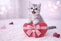 プレゼント,ハート,リボン,贈り物,愛,恋,バレンタインデー,バレンタイン,アメリカンショートヘアの子猫,ねこ,ネコ,猫,子猫,キャット,アメリカンショートヘア,アメショ,かわいい,カワイイ,にゃー,ニャー,可愛い,キュート,ペット,動物,cute,pet,cat,valentine,present,heart,AI生成素材