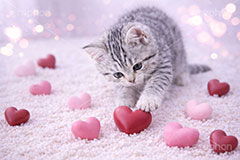 ハート,愛,恋,バレンタインデー,バレンタイン,アメリカンショートヘアの子猫,ねこ,ネコ,猫,子猫,キャット,アメリカンショートヘア,アメショ,かわいい,カワイイ,可愛い,キュート,ペット,動物,cute,pet,cat,valentine,present,heart,AI生成素材