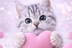 ハート,愛,恋,バレンタインデー,バレンタイン,アメリカンショートヘアの子猫,ねこ,ネコ,猫,子猫,キャット,アメリカンショートヘア,アメショ,かわいい,カワイイ,可愛い,キュート,ペット,動物,cute,pet,cat,valentine,present,heart,AI生成素材
