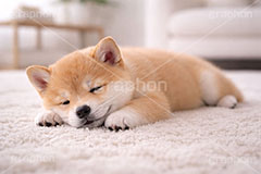 豆柴の子犬,昼寝,居眠り,うたた寝,うたたね,スヤスヤ,いぬ,イヌ,犬,子犬,ドッグ,豆柴,かわいい,カワイイ,可愛い,キュート,ペット,動物,cute,pet,dog,AI生成素材