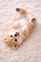 豆柴の子犬,じゃれる,ゴロゴロ,ごろごろ,甘え,いぬ,イヌ,犬,子犬,ドッグ,豆柴,かわいい,カワイイ,可愛い,キュート,ペット,動物,cute,pet,dog,AI生成素材