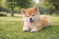 うたた寝,うたたね,スヤスヤ,昼寝,居眠り,豆柴の子犬,公園,芝生,いぬ,イヌ,犬,子犬,ドッグ,豆柴,かわいい,カワイイ,可愛い,キュート,ペット,動物,cute,pet,dog,AI生成素材