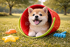 砂場遊び？,砂場,ばけつ,バケツ,おもちゃ,玩具,じゃれる,遊ぶ,興味,豆柴の子犬,公園,芝生,甘え,いぬ,イヌ,犬,子犬,ドッグ,豆柴,かわいい,カワイイ,可愛い,キュート,ペット,動物,cute,pet,dog,spring,AI生成素材