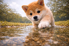 水遊び,水たまり,恐る恐る,つんつん,ツンツン,遊ぶ,興味,豆柴の子犬,公園,芝生,甘え,いぬ,イヌ,犬,子犬,ドッグ,豆柴,かわいい,カワイイ,可愛い,キュート,ペット,動物,cute,pet,dog,spring,AI生成素材