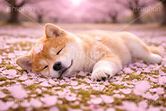 うたた寝,うたたね,スヤスヤ,昼寝,居眠り,桜のじゅうたん,桜,さくら,サクラ,春,花見,花弁,花びら,散る,桜の花びら,公園,散歩,豆柴の子犬,公園,いぬ,イヌ,犬,子犬,ドッグ,豆柴,かわいい,カワイイ,可愛い,キュート,ペット,動物,cute,pet,dog,spring,AI生成素材