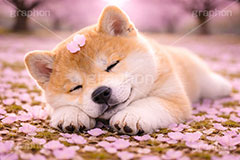 うたた寝,うたたね,スヤスヤ,昼寝,居眠り,桜のじゅうたん,桜,さくら,サクラ,春,花見,花弁,花びら,散る,桜の花びら,公園,散歩,豆柴の子犬,公園,いぬ,イヌ,犬,子犬,ドッグ,豆柴,かわいい,カワイイ,可愛い,キュート,ペット,動物,cute,pet,dog,spring,AI生成素材