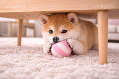 ボール遊び,ボール,遊び,じゃれる,独り占め,楽しい,豆柴の子犬,いぬ,イヌ,犬,子犬,ドッグ,豆柴,かわいい,カワイイ,可愛い,キュート,ペット,動物,cute,pet,dog,AI生成素材