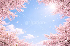 桜と青空,青空,空,満開,花吹雪,爽やか,さわやか,桜,さくら,サクラ,花見,ブロッサム,春,花,花びら,花弁,背景,blossom,spring,flower,AI生成素材