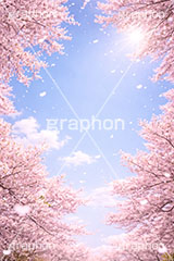 桜と青空,青空,空,満開,花吹雪,爽やか,さわやか,桜,さくら,サクラ,花見,ブロッサム,春,花,花びら,花弁,背景,blossom,spring,flower,AI生成素材