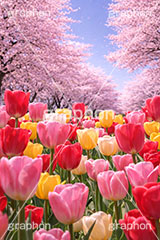 桜とチューリップ,チューリップ,花畑,満開,桜,さくら,サクラ,花見,ブロッサム,春,花,花びら,花弁,背景,blossom,spring,flower,AI生成素材