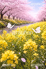 桜と菜の花,菜の花,菜の花畑,川,モンシロチョウ,紋白蝶,桜,さくら,サクラ,花見,ブロッサム,春,花,花びら,花弁,背景,blossom,spring,flower,AI生成素材