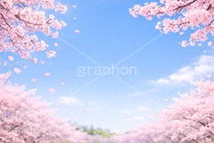 NEW START,新生活,新社会人,新入学,桜と青空,青空,空,満開,花吹雪,爽やか,さわやか,桜,さくら,サクラ,花見,ブロッサム,春,花,花びら,花弁,背景,blossom,spring,flower,AI生成素材