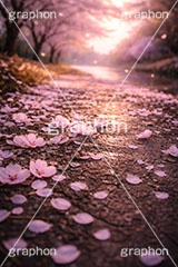 春の終わり,エモい,寂しい,哀愁,桜の花びら,桜,地面,ソメイヨシノ,さくら,サクラ,花,お花,フラワー,はな,春,花びら,花弁,はなびら,散る,終わり,桜吹雪,地面,blossom,japan,flower,AI生成素材