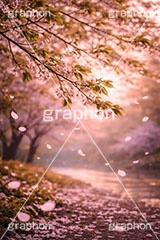 春の終わり,エモい,寂しい,哀愁,桜の花びら,桜,葉桜,ソメイヨシノ,さくら,サクラ,花,お花,フラワー,はな,春,花びら,花弁,はなびら,散る,終わり,桜吹雪,地面,blossom,japan,flower,AI生成素材