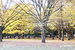 代々木公園,代々木,渋谷区,自然,草木,紅葉,こうよう,いちょう,イチョウ,japan,autumn