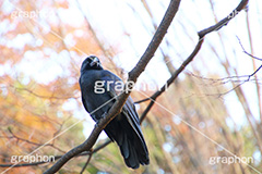 紅葉とカラス,カラス,からす,烏,鴉,鵶,雅,野鳥,真っ黒,黒い鳥,紅葉,こうよう,もみじ,モミジ,japan,autumn