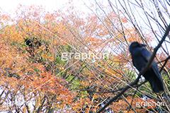 紅葉とカラス,カラス,からす,烏,鴉,鵶,雅,野鳥,真っ黒,黒い鳥,紅葉,こうよう,もみじ,モミジ,japan,autumn