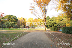 代々木公園,代々木,渋谷区,自然,草木,紅葉,こうよう,いちょう,イチョウ,japan,autumn,tokyo,渋谷,原宿