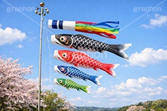 青空を泳ぐ鯉のぼり,5月5日,こどもの日,こいのぼり,鯉のぼり,端午,節句,供物,子供の日,こども,子供,和,文化,風習,行事,なびく,桜,春,spring,event,kids,japan,AI生成素材