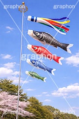 青空を泳ぐ鯉のぼり,こどもの日,こいのぼり,鯉のぼり,5月5日,端午,節句,供物,子供の日,こども,子供,和,文化,風習,行事,なびく,桜,春,spring,event,kids,japan,AI生成素材