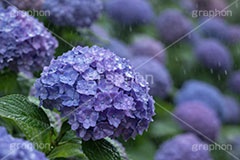 雨の日のあじさい,雨粒,梅雨,小雨,水滴,雨,紫陽花,あめ,つゆ,あじさい,アジサイ,レイン,雨の日,花,ホンアジサイ,季語,フラワー,6月,rain,flower,june,AI生成素材