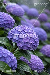 雨の日のあじさい,梅雨,紫陽花,水滴,雨,あめ,つゆ,あじさい,アジサイ,雨粒,小雨,レイン,雨の日,花,ホンアジサイ,季語,フラワー,6月,rain,flower,june,AI生成素材