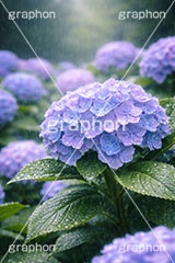 雨の日のあじさい,梅雨,紫陽花,水滴,雨,あめ,つゆ,あじさい,アジサイ,雨粒,小雨,レイン,雨の日,花,ホンアジサイ,季語,フラワー,6月,rain,flower,june,AI生成素材