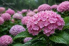 雨の日のあじさい,アジサイ,梅雨,水滴,雨,紫陽花,あめ,つゆ,あじさい,雨粒,小雨,レイン,雨の日,花,ホンアジサイ,季語,フラワー,6月,rain,flower,june,AI生成素材