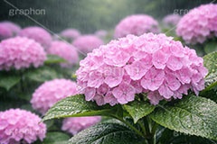 雨の日のあじさい,アジサイ,梅雨,水滴,雨,紫陽花,あめ,つゆ,あじさい,雨粒,小雨,レイン,雨の日,花,ホンアジサイ,季語,フラワー,6月,rain,flower,june,AI生成素材