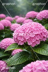 雨の日のあじさい,レイン,梅雨,水滴,雨,紫陽花,あめ,つゆ,あじさい,アジサイ,雨粒,小雨,雨の日,花,ホンアジサイ,季語,フラワー,6月,rain,flower,june,AI生成素材