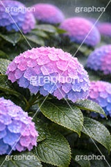 雨の日のあじさい,グラデーション,レイン,梅雨,水滴,雨,紫陽花,あめ,つゆ,あじさい,アジサイ,雨粒,小雨,雨の日,花,ホンアジサイ,季語,フラワー,6月,rain,flower,june,AI生成素材