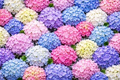 梅雨の花手水,梅雨,紫陽花,手水舎,花手水,つゆ,あじさい,アジサイ,ホンアジサイ,季語,6月,寺,お寺,寺院,神社,参拝,お参り,お水舎,手洗い場,手洗い,おみずや,手水,フォトジェニック,花,お花,フラワー,ちょうずや,ちょうずしゃ,てみずや,てみずしゃ,作法,スポット,japan,flower,june,AI生成素材